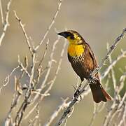 Yellow-headed Blackbird