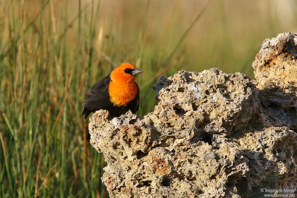 Yellow-headed Blackbird male