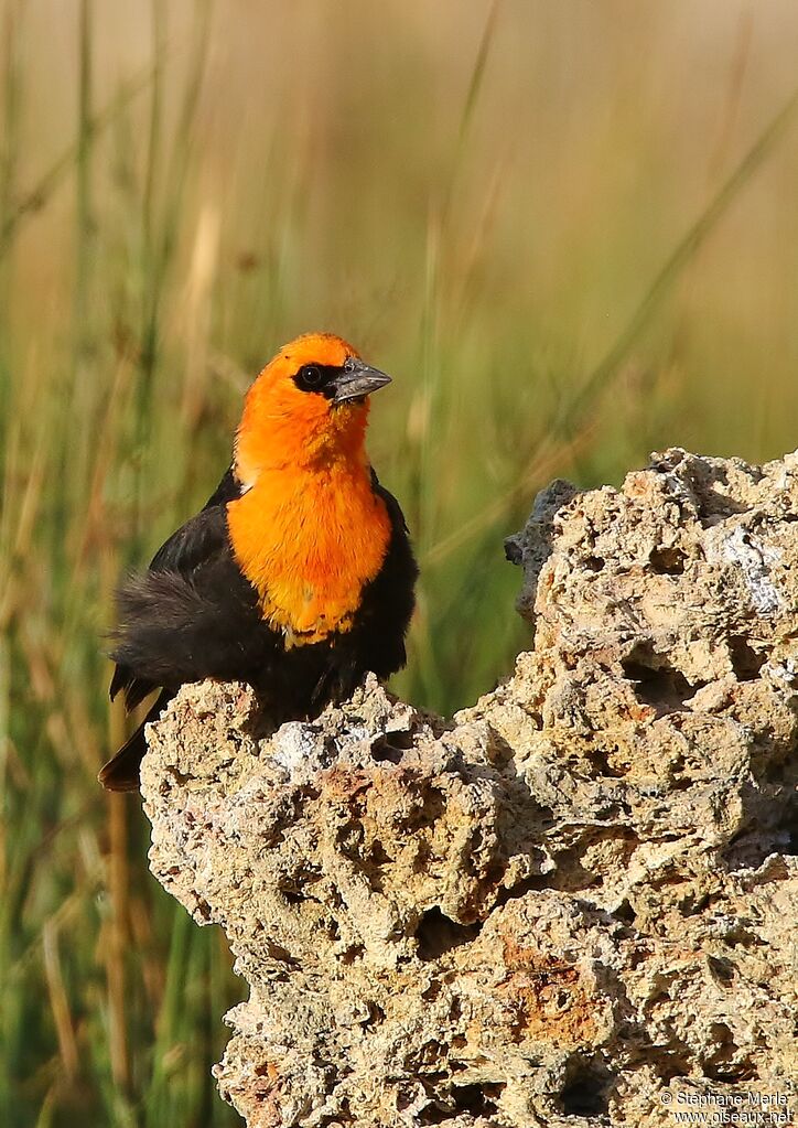 Yellow-headed Blackbird male adult