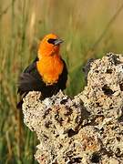 Yellow-headed Blackbird