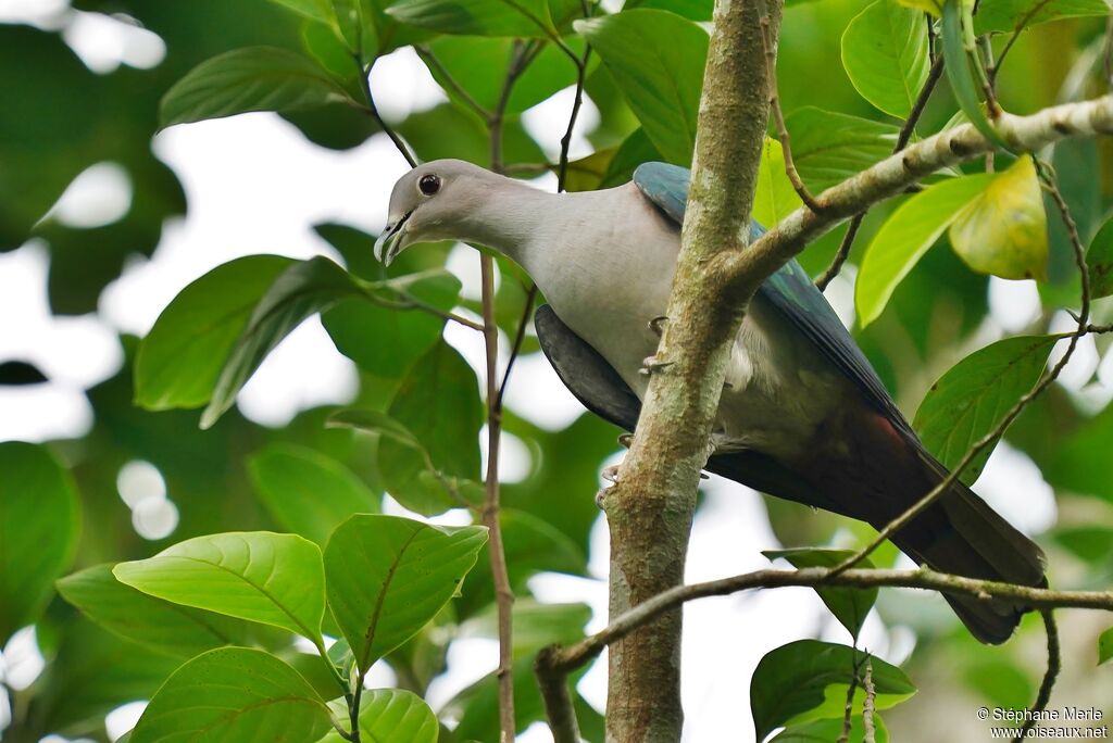 Green Imperial Pigeonadult