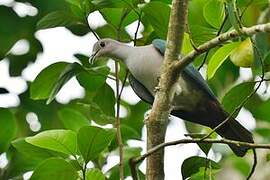 Green Imperial Pigeon