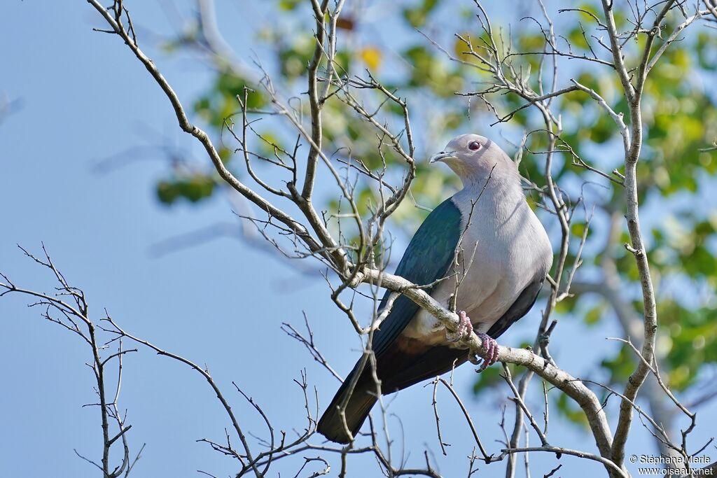 Green Imperial Pigeon