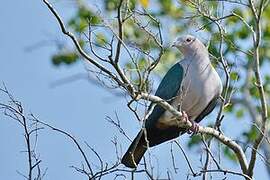 Green Imperial Pigeon