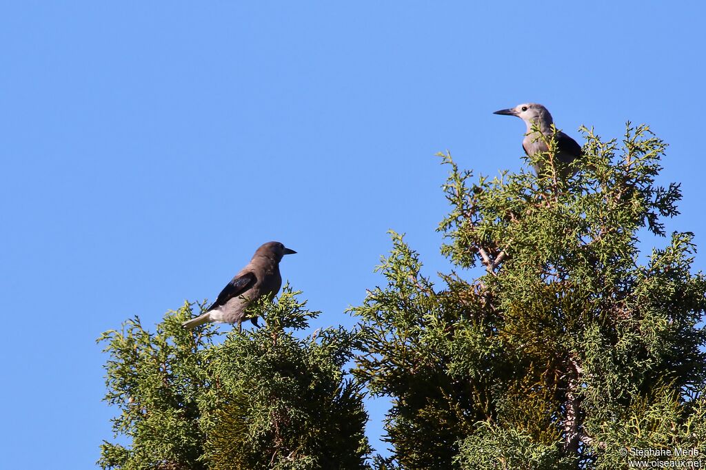 Clark's Nutcracker