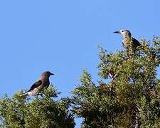 Clark's Nutcracker