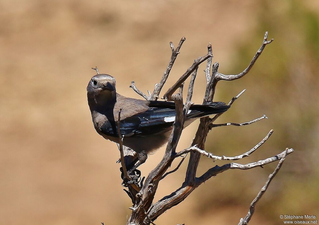 Clark's Nutcracker