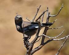 Clark's Nutcracker