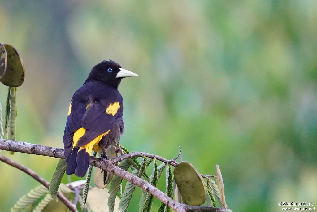 Yellow-rumped Caciqueadult