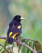 Yellow-rumped Cacique