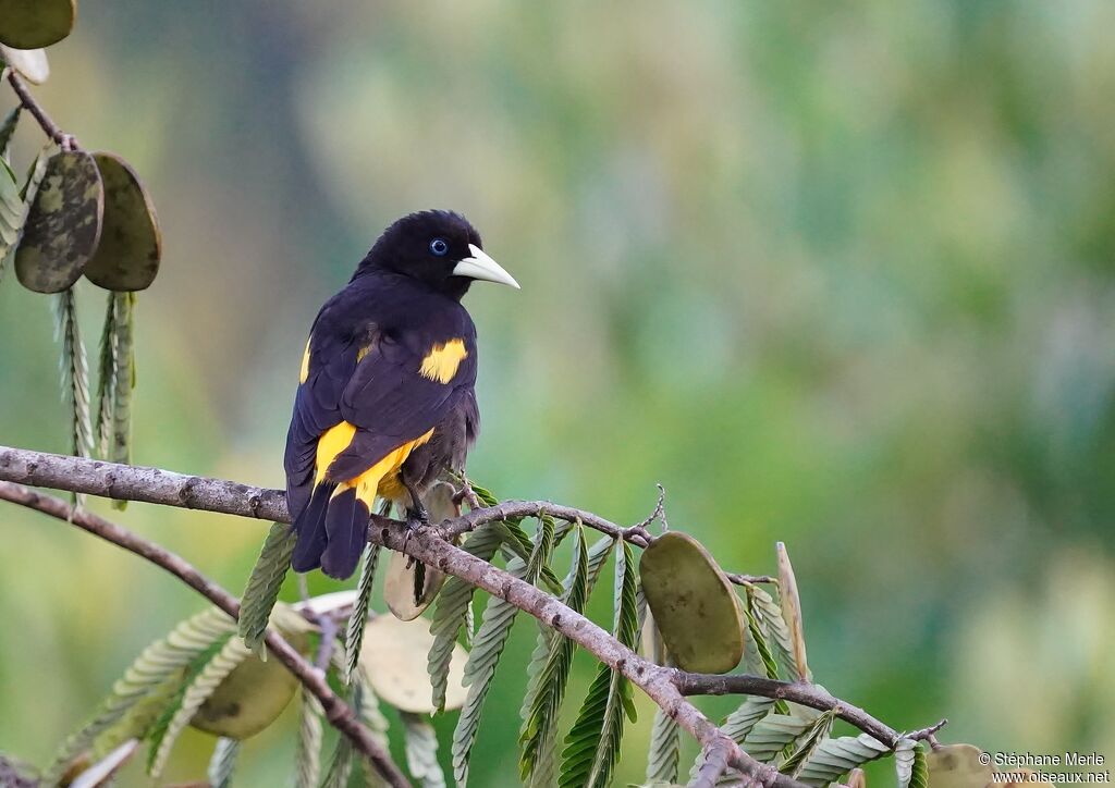 Yellow-rumped Caciqueadult