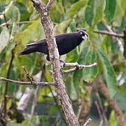 Red-rumped Cacique