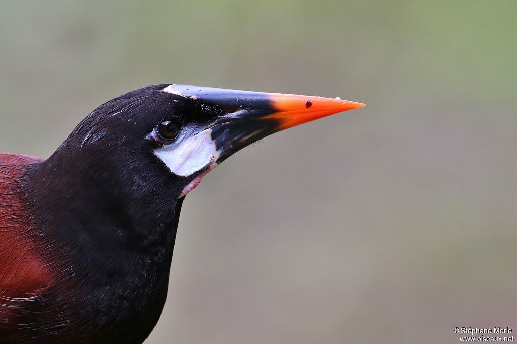 Montezuma Oropendolaadult