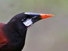 Montezuma Oropendola