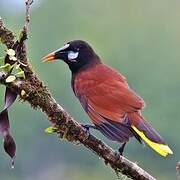 Montezuma Oropendola