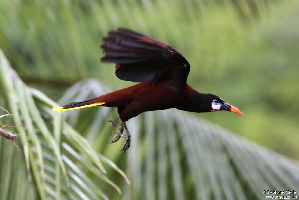 Montezuma Oropendola