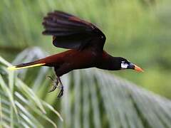 Montezuma Oropendola