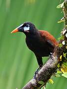 Montezuma Oropendola