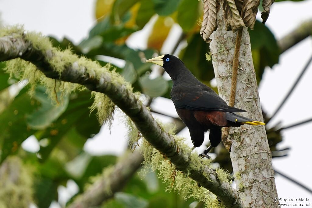 Crested Oropendolaadult