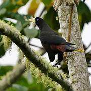 Crested Oropendola