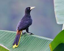 Crested Oropendola