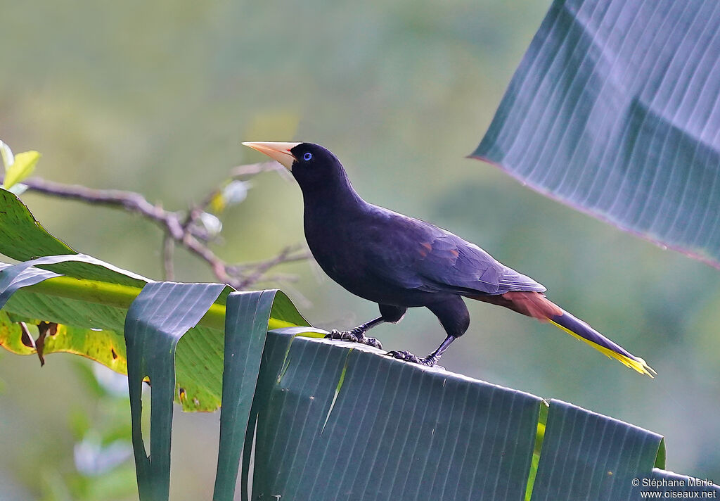 Crested Oropendolaadult