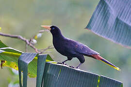 Crested Oropendola