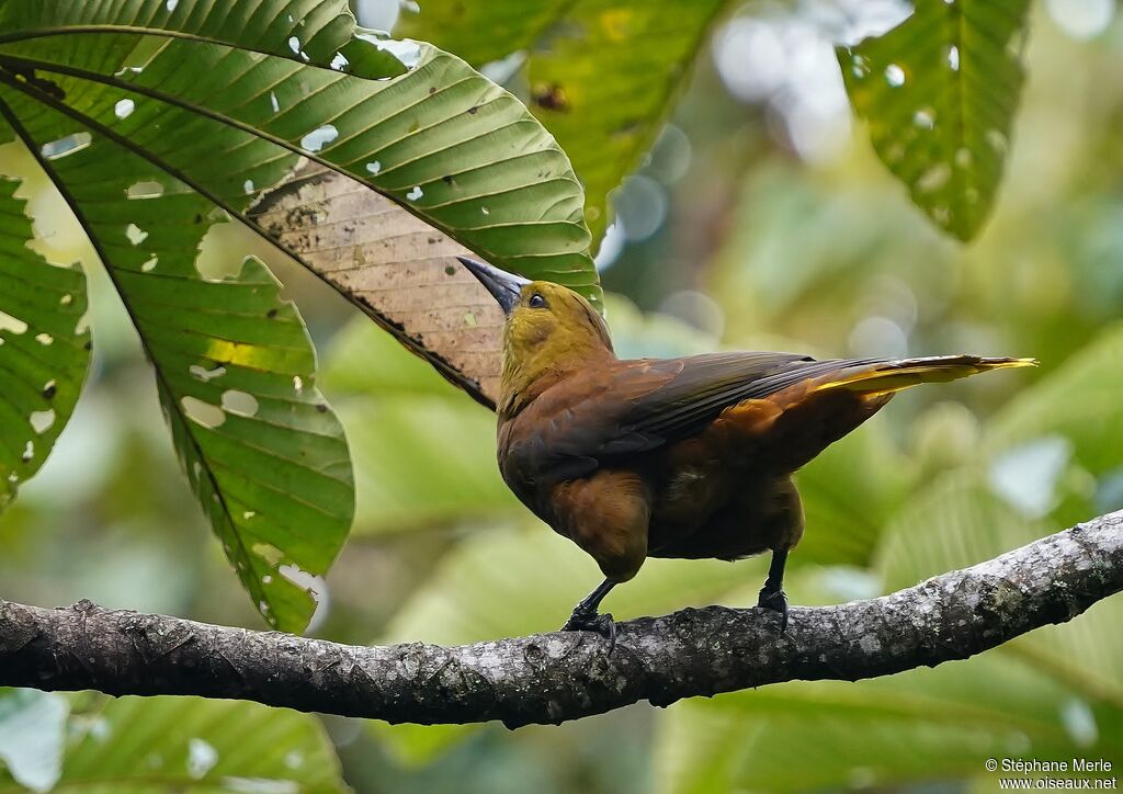 Russet-backed Oropendolaadult