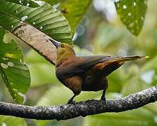 Russet-backed Oropendola