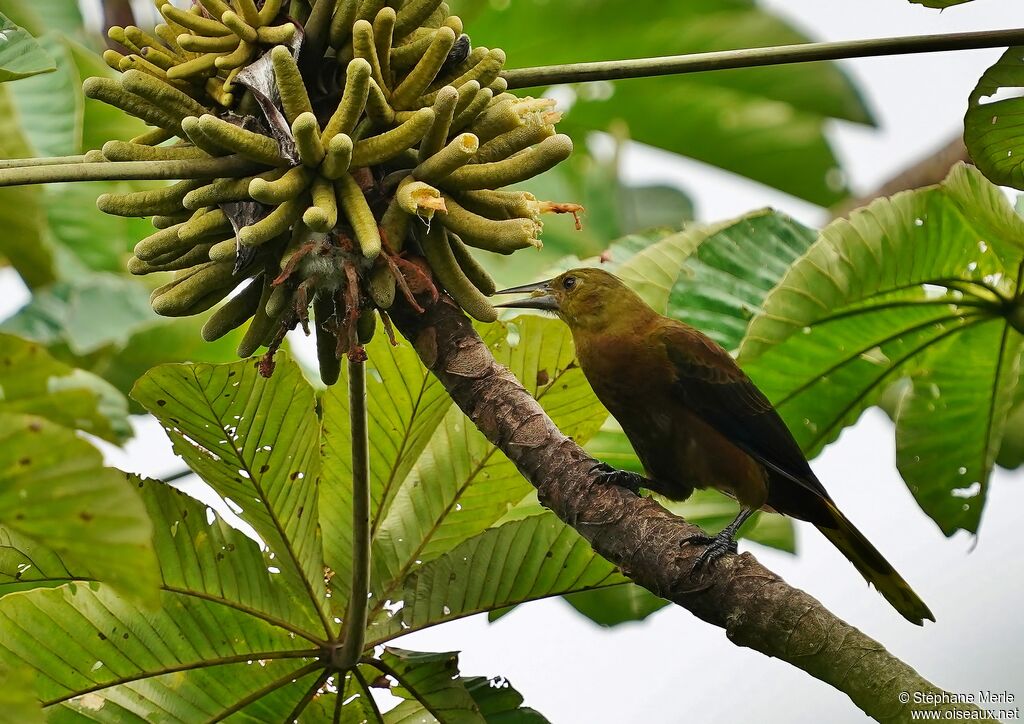 Russet-backed Oropendolaadult