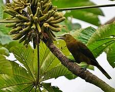 Russet-backed Oropendola