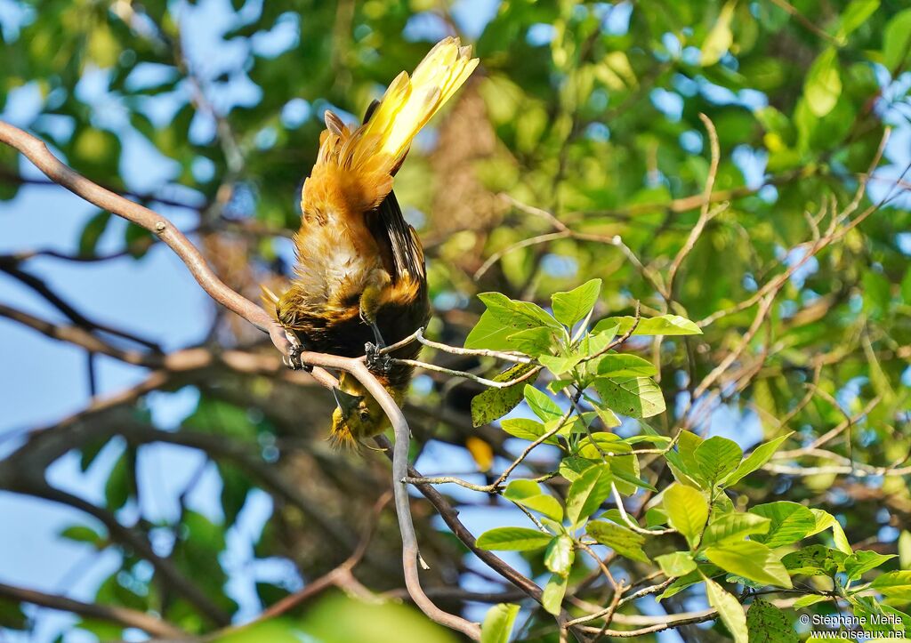 Russet-backed Oropendola