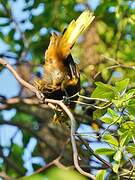 Russet-backed Oropendola