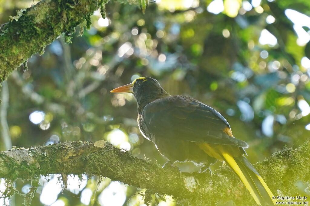 Russet-backed Oropendola