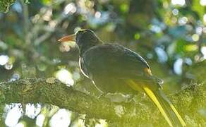 Russet-backed Oropendola