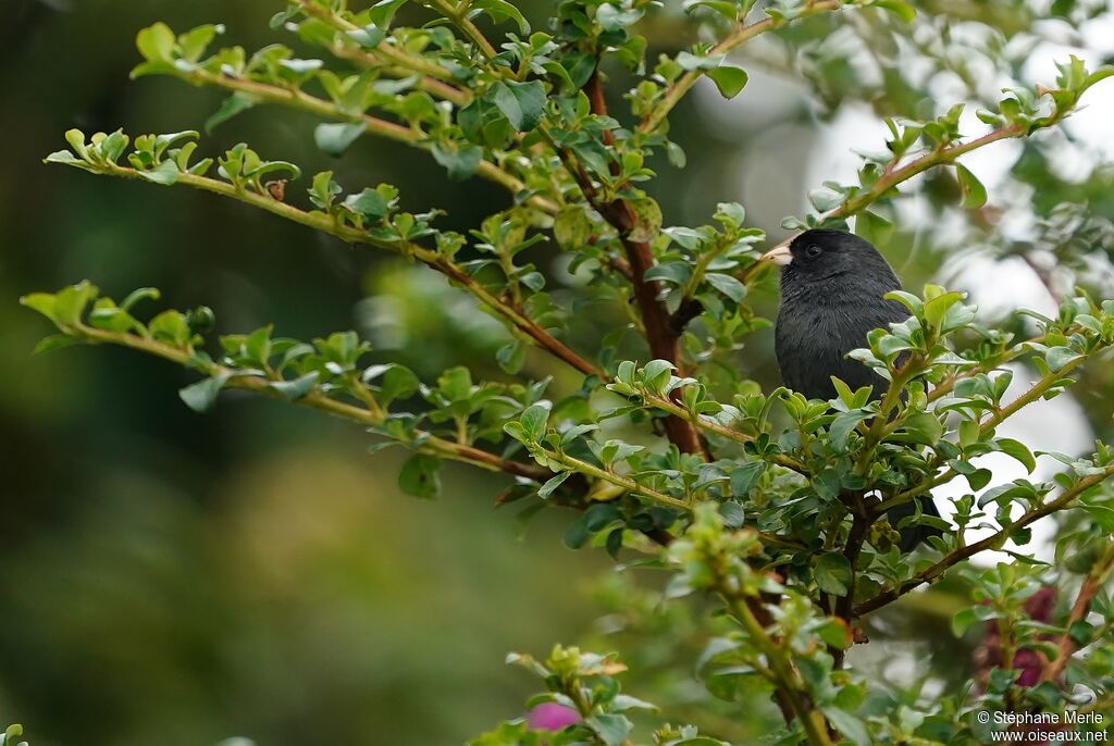 Paramo Seedeateradult