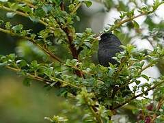 Paramo Seedeater