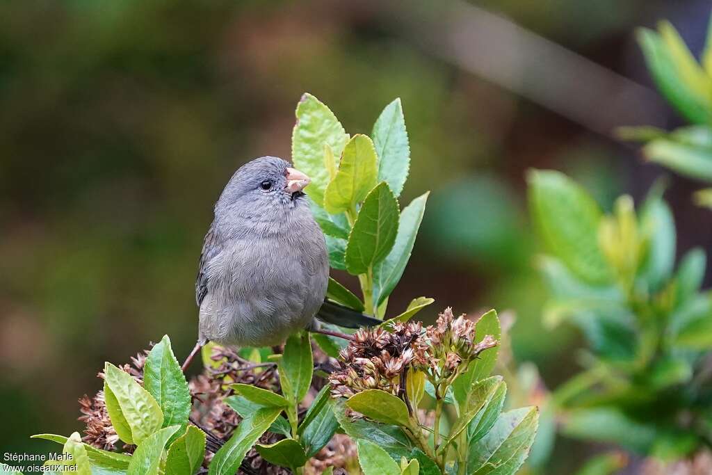 Plain-colored Seedeater male adult, close-up portrait