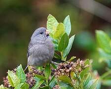 Plain-colored Seedeater