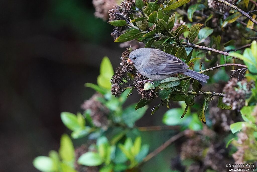 Plain-colored Seedeater