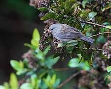 Plain-colored Seedeater