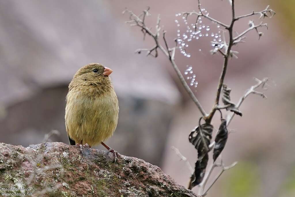 Plain-colored Seedeater female adult, close-up portrait