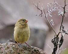 Plain-colored Seedeater