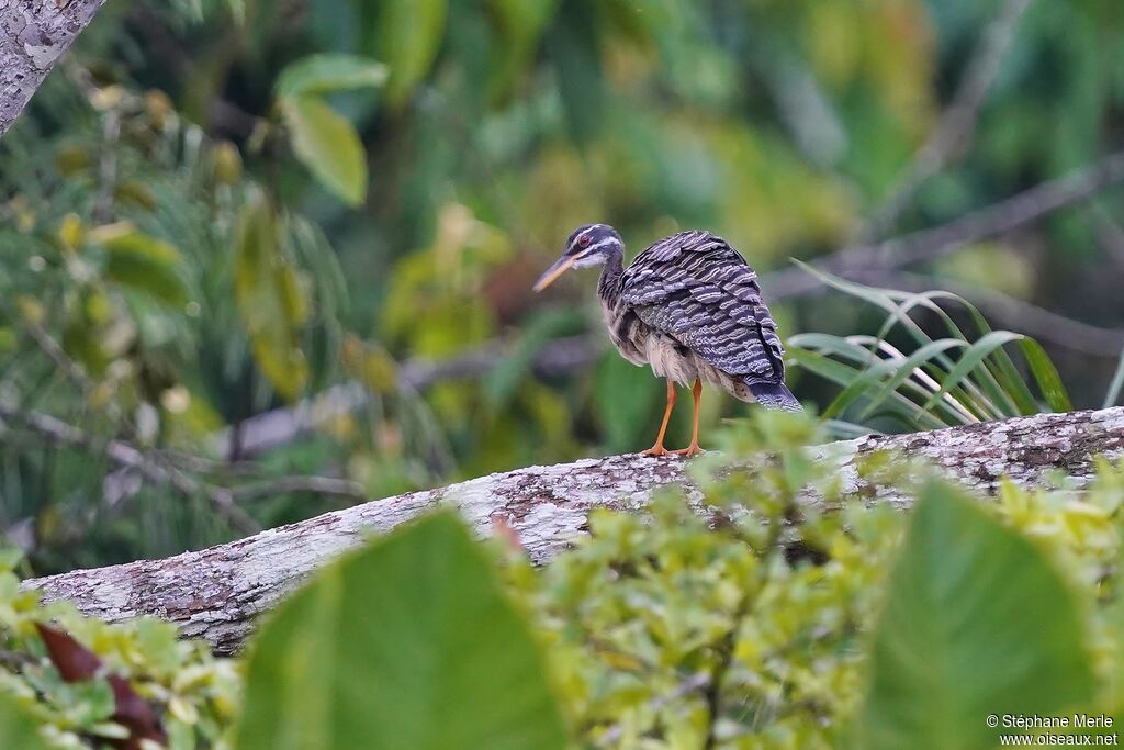 Sunbittern