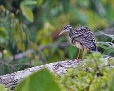 Sunbittern