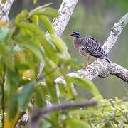 Sunbittern