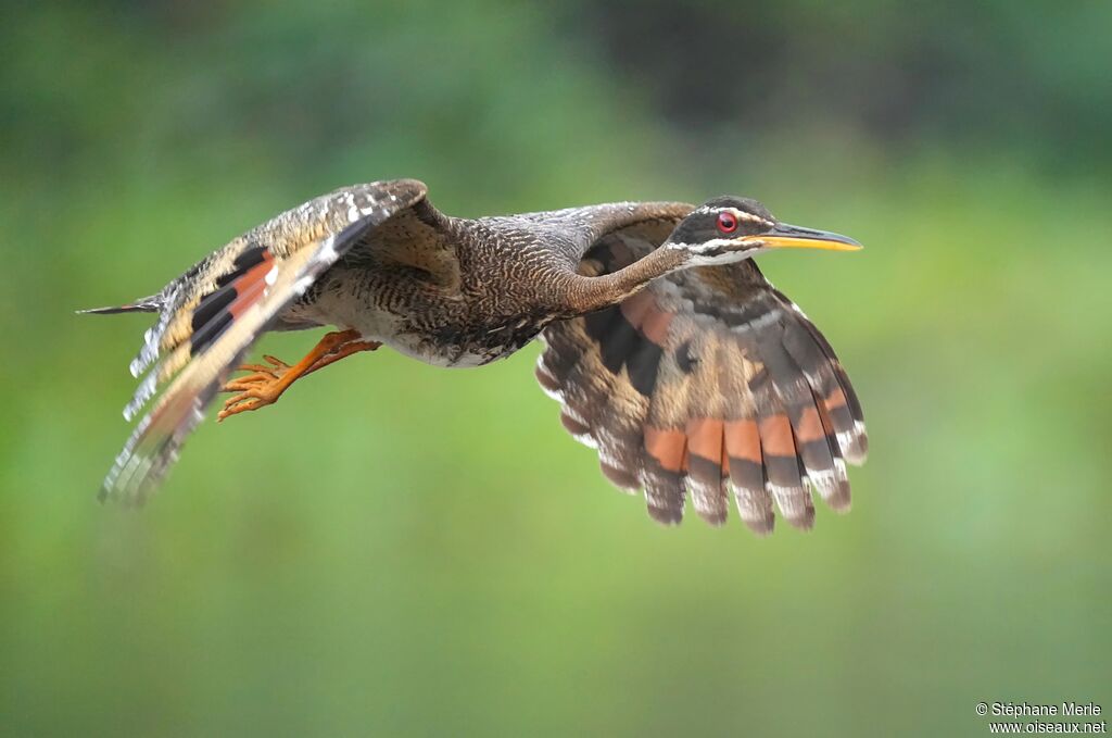Sunbittern