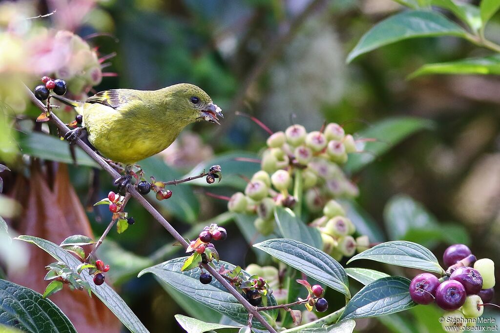 Yellow-bellied Siskin female adult