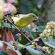 Yellow-bellied Siskin