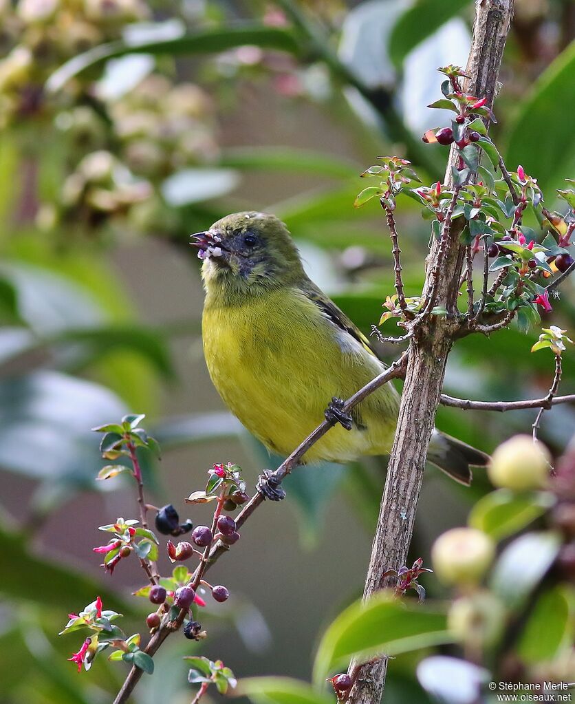 Chardonneret à ventre jaune femelle